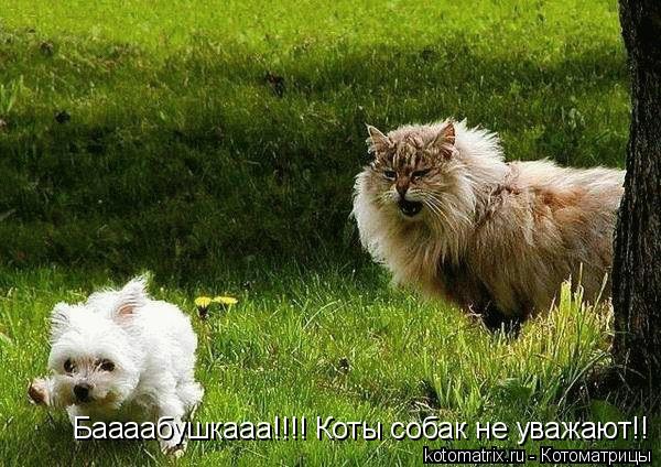 Котоматрица: Баааабушкааа!!!! Коты собак не уважают!!