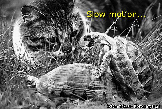 Котоматрица: Slow motion...