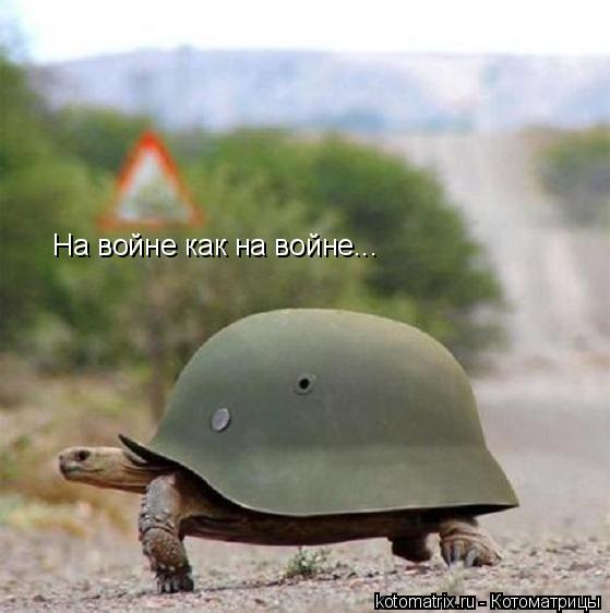 На войне как на войне...... Котоматрица: На войне как на войне...