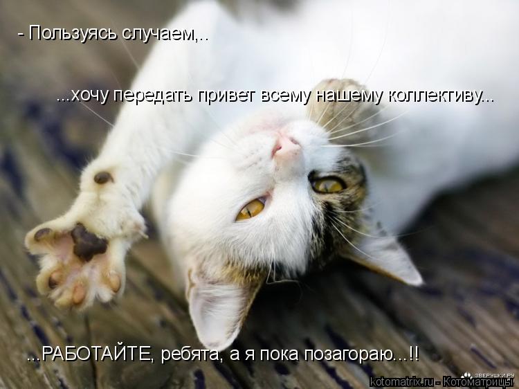 - Пользуясь случаем,.. ...хочу передать привет всему нашему коллективу... ...РАБОТАЙТЕ, ребята, а я п... Котоматрица: - Пользуясь случаем,.. ...хочу передать привет всему нашему коллективу... ...РАБОТАЙТЕ, ребята, а я пока позагораю...!!