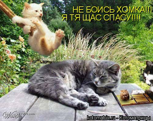 НЕ БОИСЬ ХОМКА!!!! Я ТЯ ЩАС СПАСУ!!!!... Котоматрица: НЕ БОИСЬ ХОМКА!!!! Я ТЯ ЩАС СПАСУ!!!!