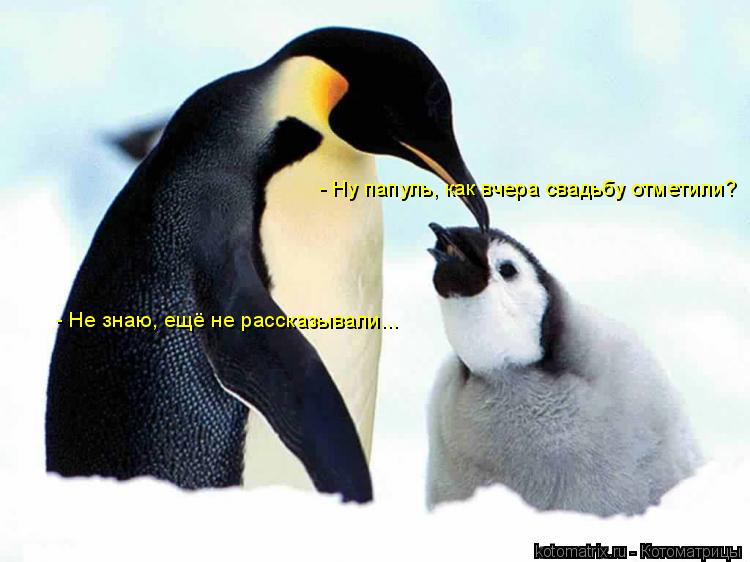 - Ну папуль, как вчера свадьбу отметили? - Не знаю, ещё не рассказывали...... Котоматрица: - Ну папуль, как вчера свадьбу отметили? - Не знаю, ещё не рассказывали...