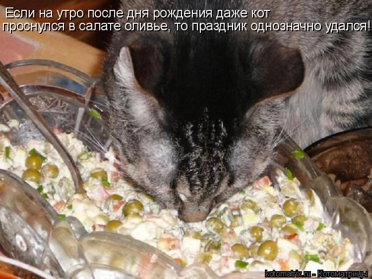Если на утро после дня рождения даже кот проснулся в салате оливье, то праздник однозначно удался!... Котоматрица: Если на утро после дня рождения даже кот проснулся в салате оливье, то праздник однозначно удался!