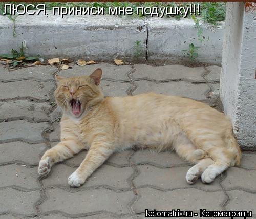 Котоматрица: ЛЮСЯ, приниси мне подушку!!!