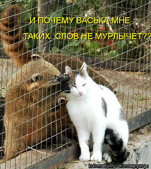 Котоматрица: И ПОЧЕМУ ВАСЬКА МНЕ  ТАКИХ  СЛОВ НЕ МУРЛЫЧЕТ????