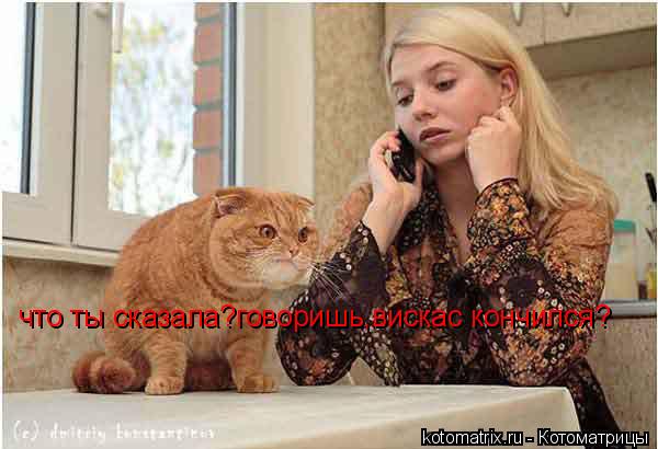 что ты сказала?говоришь,вискас кончился?... Котоматрица: что ты сказала?говоришь,вискас кончился?