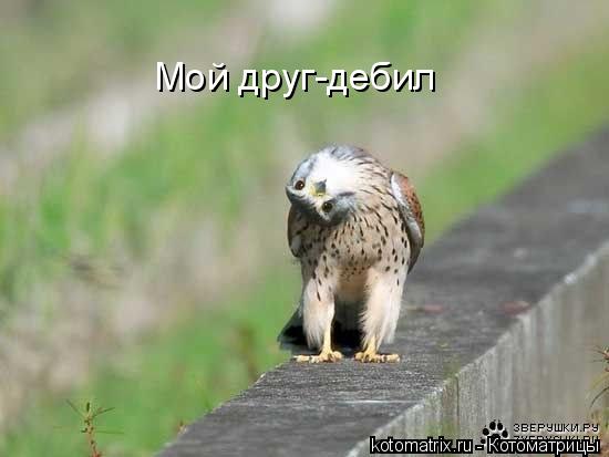 Мой друг-дебил... Котоматрица: Мой друг-дебил