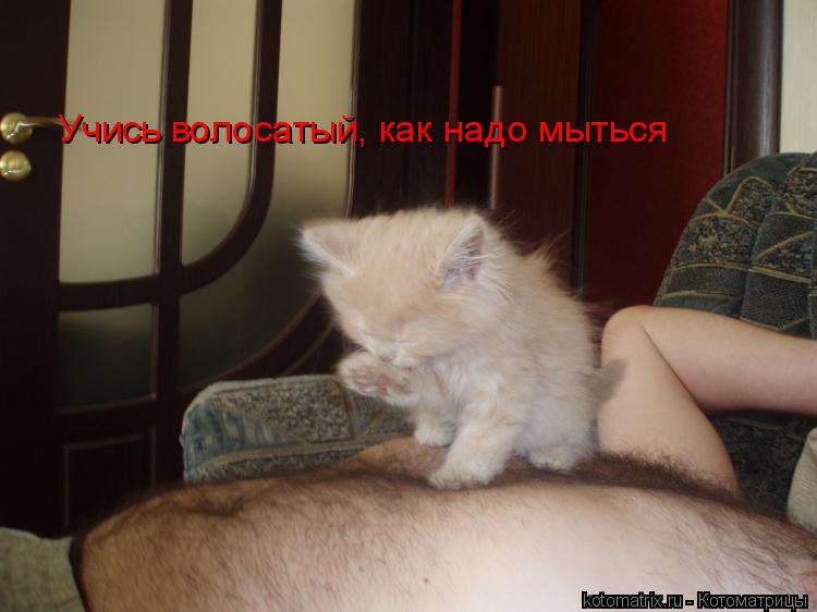 Котоматрица: Учись волосатый, как надо мыться