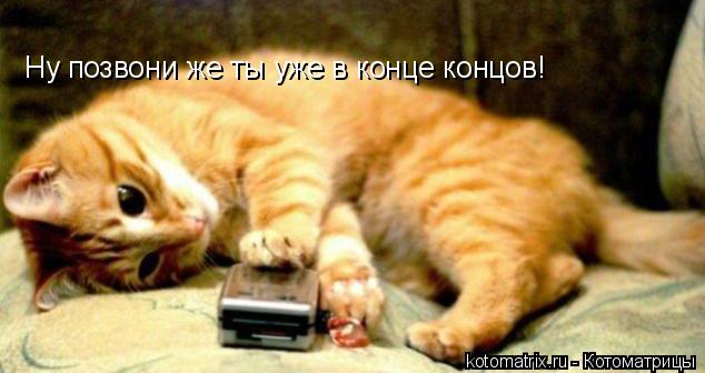 Ну позвони же ты уже в конце концов!... Котоматрица: Ну позвони же ты уже в конце концов!