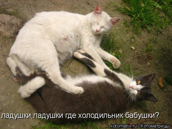 ладушки,ладушки где холодильник бабушки?... Котоматрица: ладушки,ладушки где холодильник бабушки?