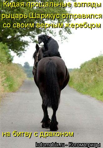 Кидая прощальные взгляды рыцарь Шарикус отправился со своим верным жеребцом на битву с драконом... Котоматрица: Кидая прощальные взгляды рыцарь Шарикус отправился со своим верным жеребцом на битву с драконом