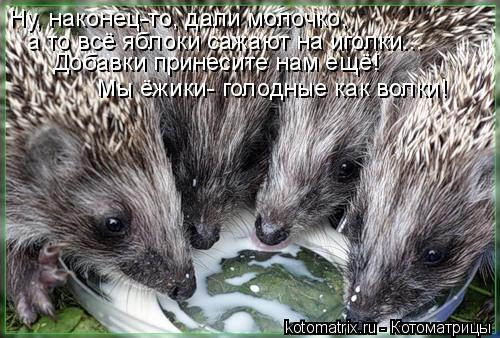 Ну, наконец-то, дали молочко, а то всё яблоки сажают на иголки... Добавки принесите нам ещё! Мы ёжики... Котоматрица: Ну, наконец-то, дали молочко, а то всё яблоки сажают на иголки... Добавки принесите нам ещё! Мы ёжики- голодные как волки!