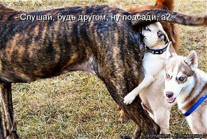 - Слушай, будь другом, ну подсади, а?... Котоматрица: - Слушай, будь другом, ну подсади, а?