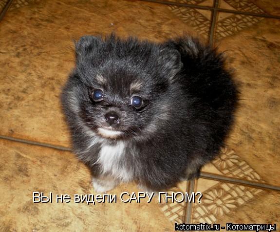 ВЫ не видели САРУ ГНОМ?... Котоматрица: ВЫ не видели САРУ ГНОМ?