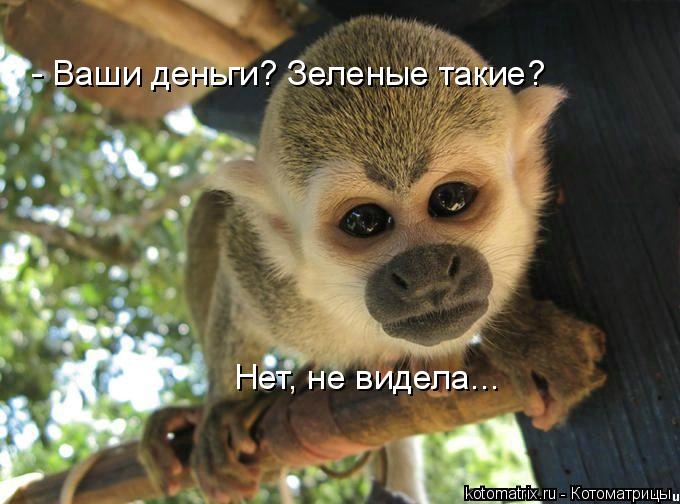 - Ваши деньги? Зеленые такие? Нет, не видела...... Котоматрица: - Ваши деньги? Зеленые такие? Нет, не видела...