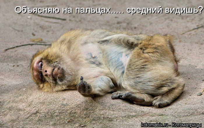 Объясняю на пальцах..... средний видишь?....... Котоматрица: Объясняю на пальцах..... средний видишь?....