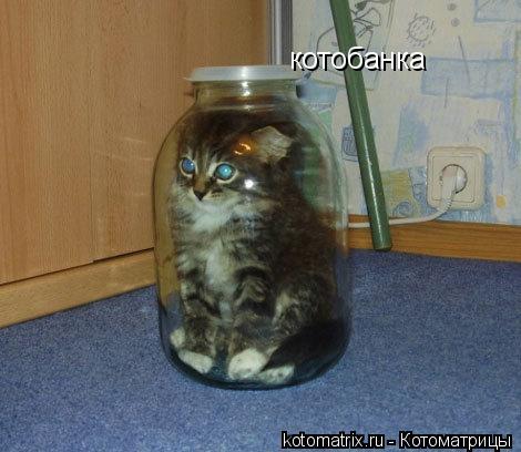 котобанка... Котоматрица: котобанка