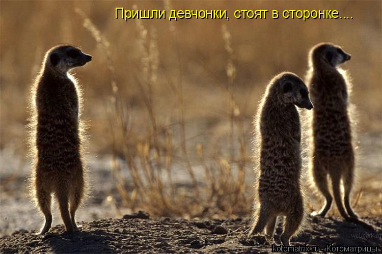 Пришли девчонки, стоят в сторонке....... Котоматрица: Пришли девчонки, стоят в сторонке....