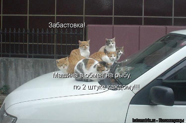 Забастовка! Машина в обмен на рыбу, по 2 штуке каждому!!!... Котоматрица: Забастовка! Машина в обмен на рыбу, по 2 штуке каждому!!!