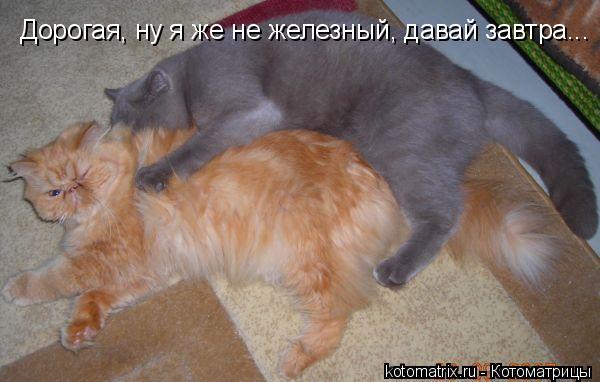 Дорогая, ну я же не железный, давай завтра...... Котоматрица: Дорогая, ну я же не железный, давай завтра...