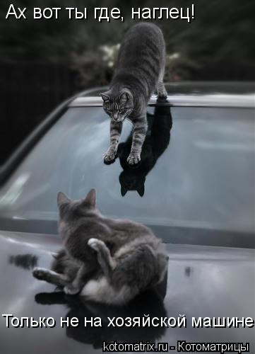 Ах вот ты где, наглец! Только не на хозяйской машине!... Котоматрица: Ах вот ты где, наглец! Только не на хозяйской машине!
