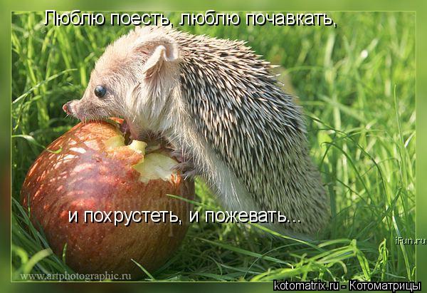 Люблю поесть, люблю почавкать, и похрустеть, и пожевать...... Котоматрица: Люблю поесть, люблю почавкать, и похрустеть, и пожевать...