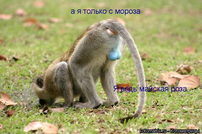 а я только с мороза Я ведь майская роза...... Котоматрица: а я только с мороза Я ведь майская роза...