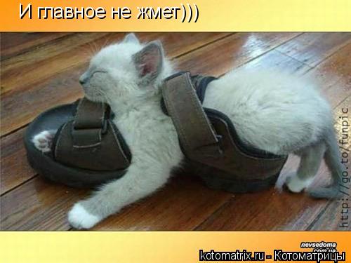И главное не жмет)))... Котоматрица: И главное не жмет)))