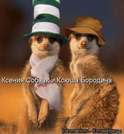 Ксения Собчак и Ксюша Бородина... Котоматрица: Ксения Собчак и Ксюша Бородина