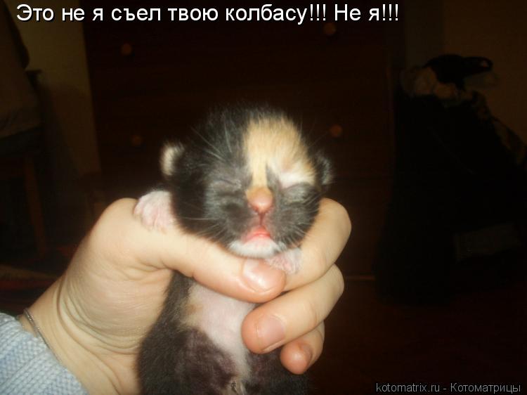 Котоматрица: Это не я съел твою колбасу!!! Не я!!!