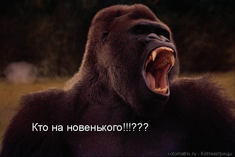 Кто на новенького!!!???... Котоматрица: Кто на новенького!!!???