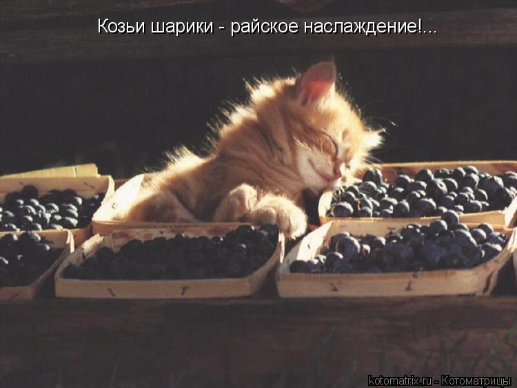 Козьи шарики - райское наслаждение!...... Котоматрица: Козьи шарики - райское наслаждение!...