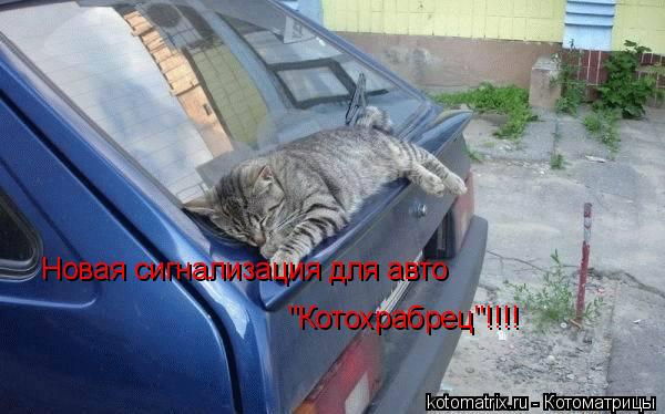 Котоматрица: Новая сигнализация для авто "Котохрабрец"!!!!