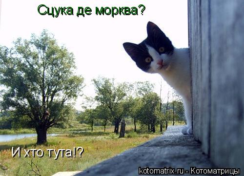 Сцука де морква?... Котоматрица: Сцука де морква?