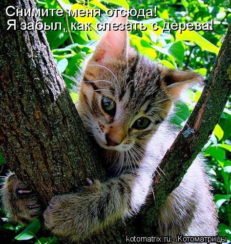 Снимите меня отсюда! Я забыл, как слезать с дерева!... Котоматрица: Снимите меня отсюда! Я забыл, как слезать с дерева!