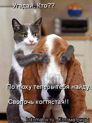 Угадай, Кто?? Сволочь когтястая!! По нюху теперь тебя найду...... Котоматрица: Угадай, Кто?? Сволочь когтястая!! По нюху теперь тебя найду...