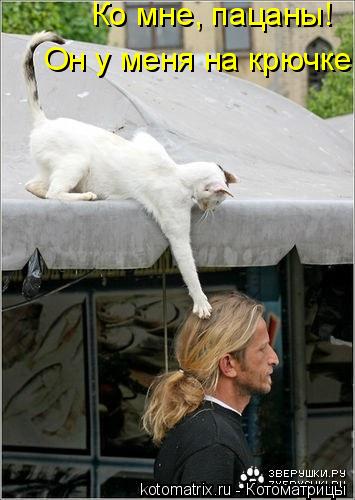 Ко мне, пацаны! Он у меня на крючке!... Котоматрица: Ко мне, пацаны! Он у меня на крючке!