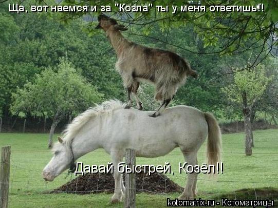 Давай быстрей, Козёл!! Ща, вот наемся и за "Козла" ты у меня ответишь!!... Котоматрица: Давай быстрей, Козёл!! Ща, вот наемся и за "Козла" ты у меня ответишь!!