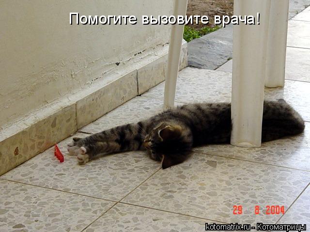 Помогите вызовите врача!... Котоматрица: Помогите вызовите врача!