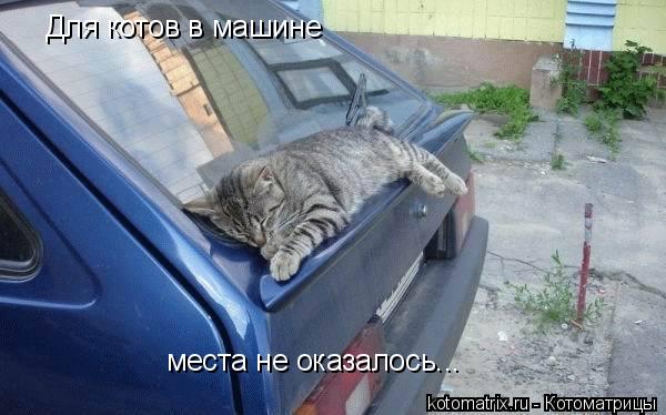 Для котов в машине места не оказалось...... Котоматрица: Для котов в машине места не оказалось...