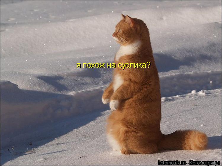 я похож на суслика?... Котоматрица: я похож на суслика?