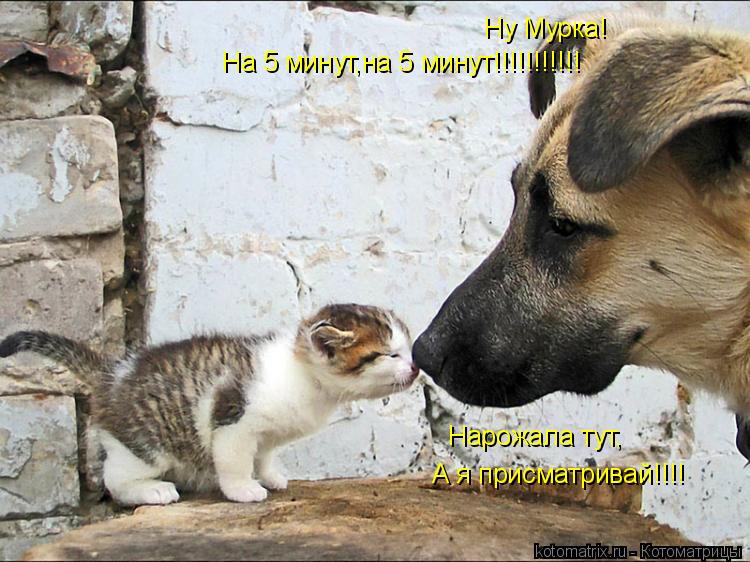 Ну Мурка! На 5 минут,на 5 минут!!!!!!!!!!! Нарожала тут, А я присматривай!!!!... Котоматрица: Ну Мурка! На 5 минут,на 5 минут!!!!!!!!!!! Нарожала тут, А я присматривай!!!!