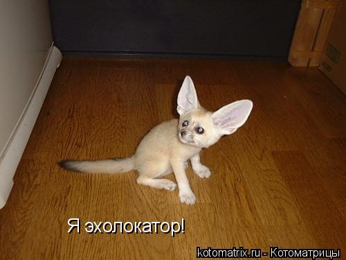 Я эхолокатор!... Котоматрица: Я эхолокатор!