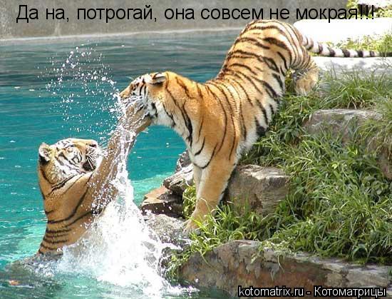 Да на, потрогай, она совсем не мокрая!!!... Котоматрица: Да на, потрогай, она совсем не мокрая!!!