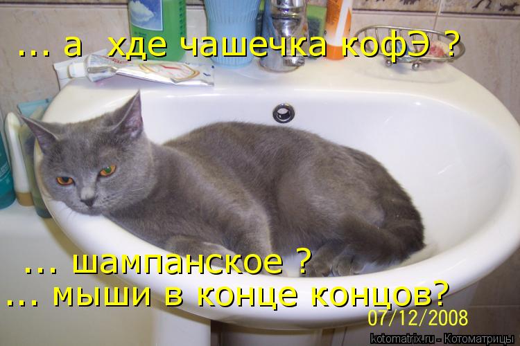 Котоматрица: ... а  хде чашечка кофЭ ?  ... шампанское ? ... мыши в конце концов?