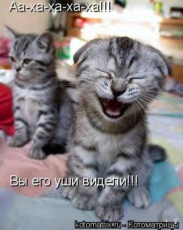 Котоматрица: Аа-ха-ха-ха-ха!!! Вы его уши видели!!!