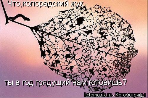 Что,колорадский жук, ты в год грядущий нам готовишь?... Котоматрица: Что,колорадский жук, ты в год грядущий нам готовишь?
