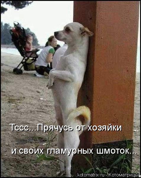 Тссс...Прячусь от хозяйки и своих гламурных шмоток...... Котоматрица: Тссс...Прячусь от хозяйки и своих гламурных шмоток...