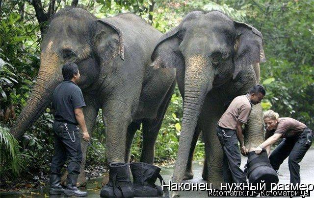 Наконец, нужный размер... Котоматрица: Наконец, нужный размер