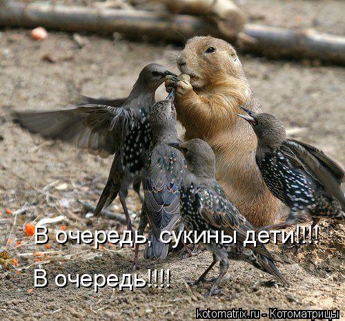 В очередь, сукины дети!!!! В очередь!!!!... Котоматрица: В очередь, сукины дети!!!! В очередь!!!!
